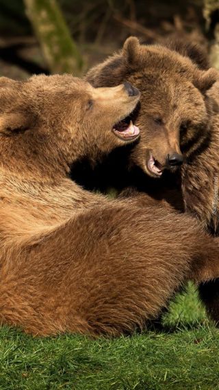 Двое медведей