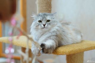 Гипоаллергенная сибирская кошка