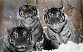 Разновидности тигров