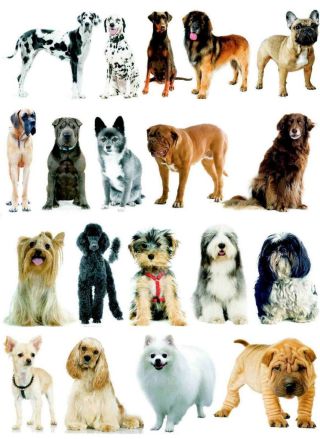 Самые распространенные породы собак