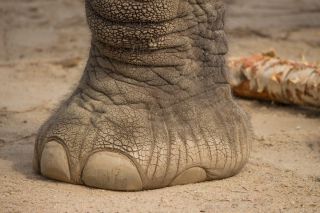Нога носорога
