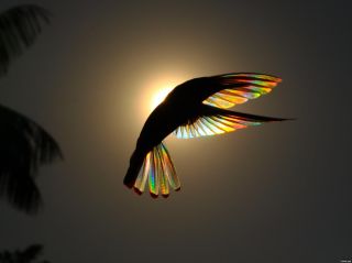 Птица поглощающая свет