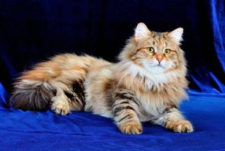 Сибирская кошка окрасы