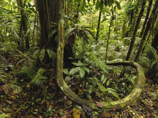 Животные экваториальных лесов африки