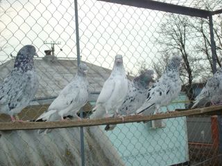 Мраморные бойные голуби