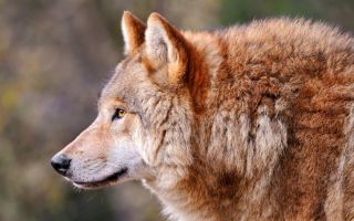 Красный волк в хакасии