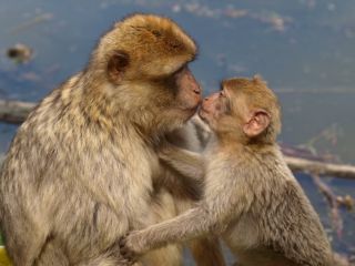 Две обезьяны в обнимку