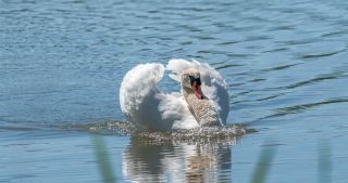 Белая красивая плавающая птица