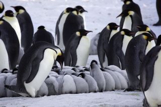 Самка пингвина