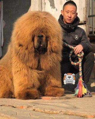 Китайская красная собака
