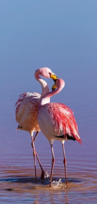 Фламинго на алтае