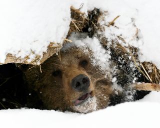 Медведь спящий в берлоге