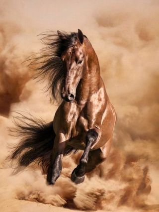 Туринская лошадь