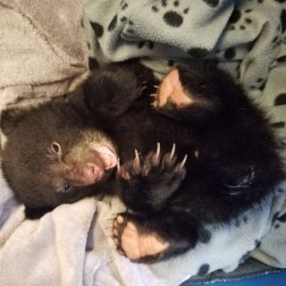 Новорожденный медведь