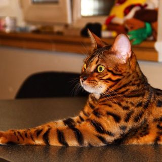 Тигровая кошка порода