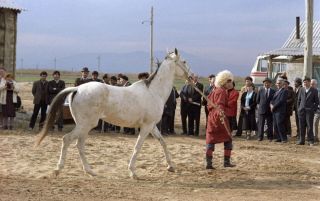Туркменская лошадь