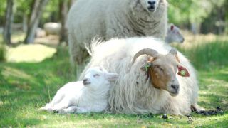 Животное овца