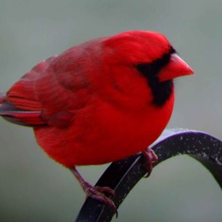 Птица с необычным красным клювом