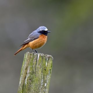 Серая птичка с оранжевой грудкой