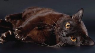 Шоколадная кошка порода