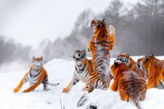 Тигры на урале