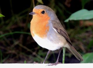 Маленькая птичка с оранжевой грудкой