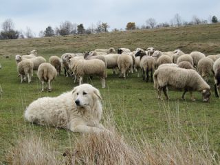 Собака пасет овец