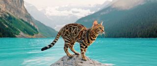 Большая бенгальская кошка