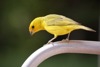 Желтая певчая птичка