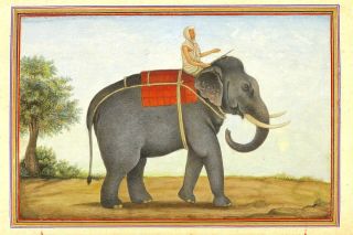 Ослы и слоны