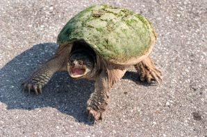 Быстрая черепаха