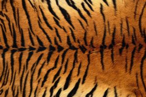 Тигровый окрас
