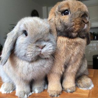 Братья кролики