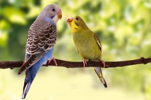 Виды волнистых попугаев