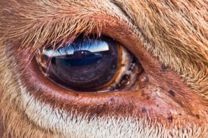 Глаза коровы