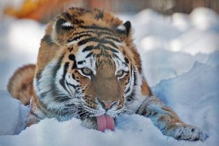 Тигр животное