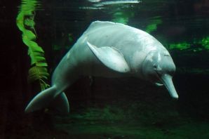 Амазонский речной дельфин