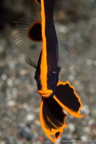 Необычные аквариумные рыбки