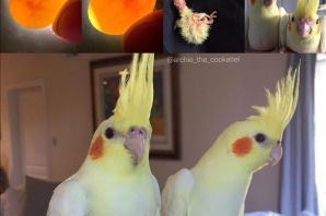 Породы попугаев домашних