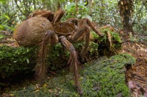 Самый огромный паук в мире
