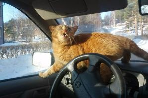 Кот за рулем