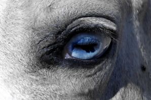 Лошадь с голубыми глазами