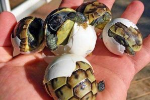 Разновидности черепах
