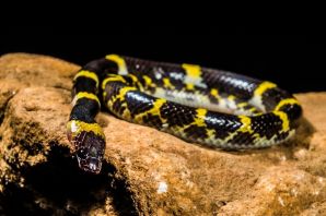 Черная змея с желтым хвостом