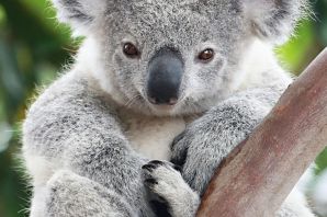 Животные австралии