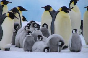 Пингвины в антарктиде