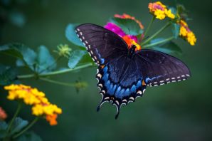 Цветок ночная бабочка