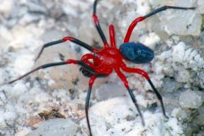 Ядовитые пауки в беларуси