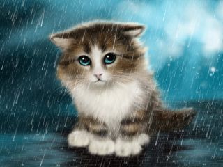 Котик под дождем