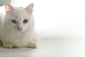 Ангорский кот белый